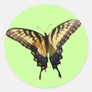Frack Butterfly III Schönes farbiges Foto Runder Aufkleber