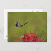 Frack Butterfly in der Nähe der Blume, Chiba Postkarte (Vorne/Hinten)