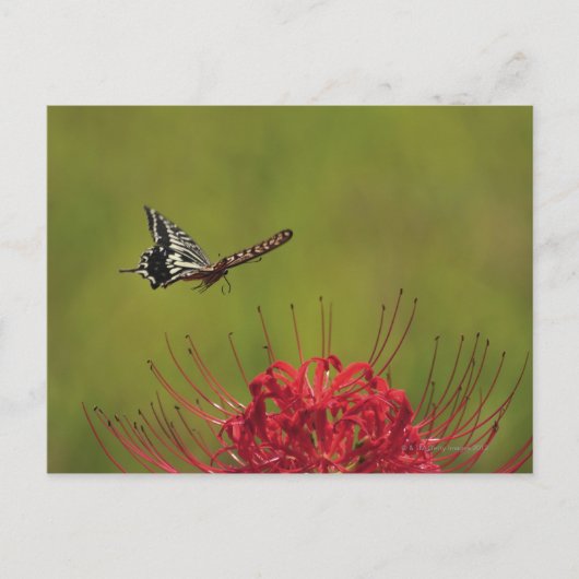 Frack Butterfly in der Nähe der Blume, Chiba Postkarte (Vorderseite)