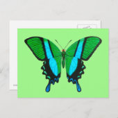 Frack Butterfly in Grün, Türkis und Schwarz Postkarte (Vorne/Hinten)