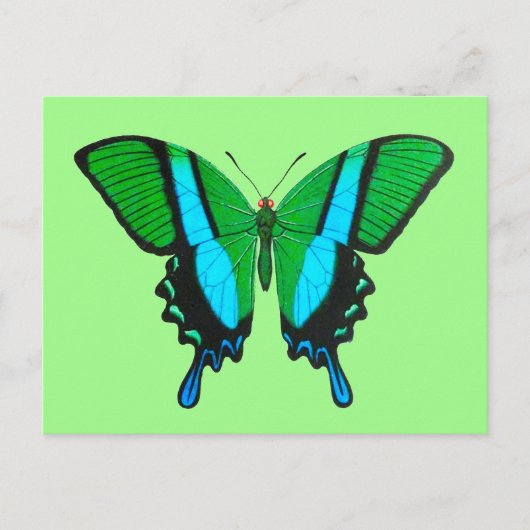 Frack Butterfly in Grün, Türkis und Schwarz Postkarte (Vorderseite)