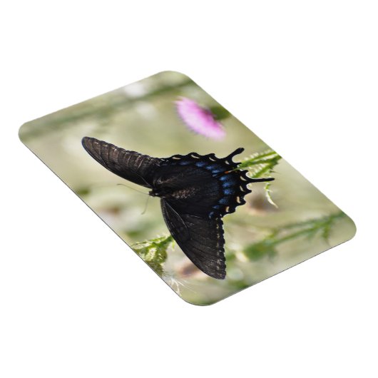 Frack Butterfly Magnet (Rechte Seite)