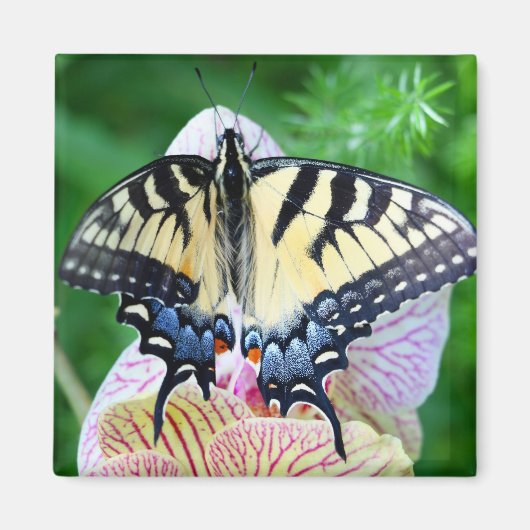 Frack Butterfly Magnet (Vorne)