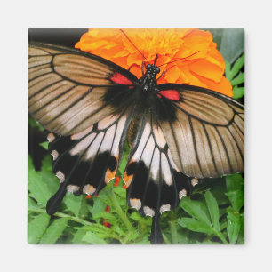 Frack Butterfly Magnet