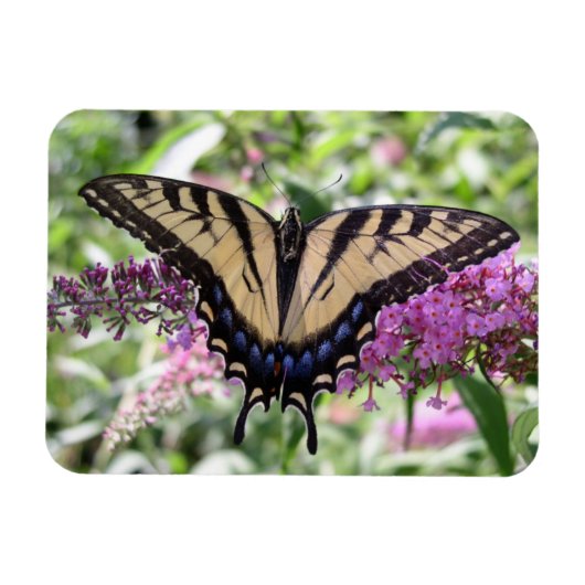 Frack Butterfly Magnet (Horizontal)