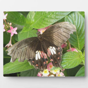 Frack Butterfly Makro Plaque Fotoplatte