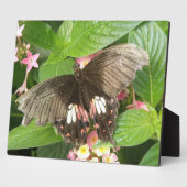 Frack Butterfly Makro Plaque Fotoplatte (Seite)