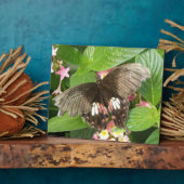 Frack Butterfly Makro Plaque Fotoplatte (Seite)