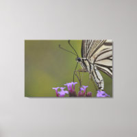 Frack Butterfly on Blume, Chiba