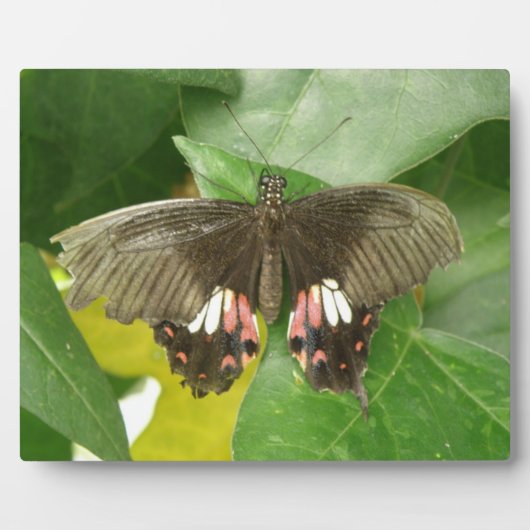 Frack Butterfly Plaque Fotoplatte (Vorderseite)