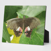Frack Butterfly Plaque Fotoplatte (Seite)