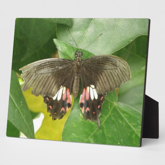 Frack Butterfly Plaque Fotoplatte (Seite)