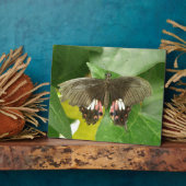 Frack Butterfly Plaque Fotoplatte (Seite)