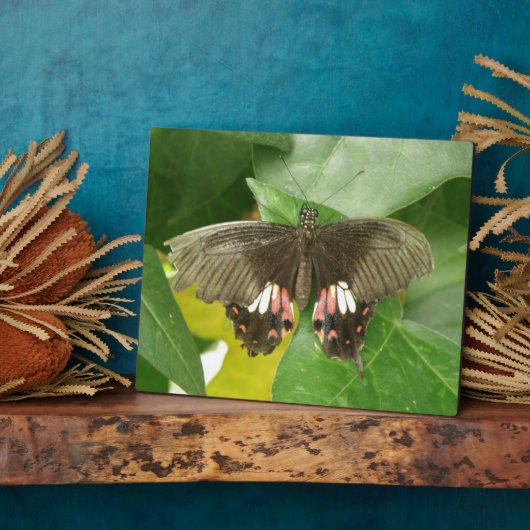 Frack Butterfly Plaque Fotoplatte (Seite)