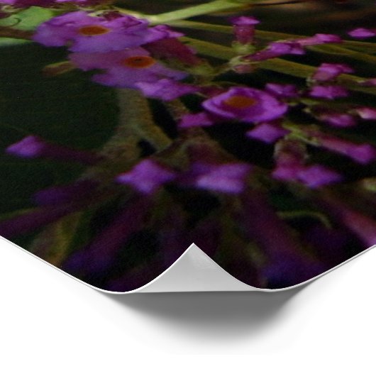 Frack Butterfly Poster (Ecke)