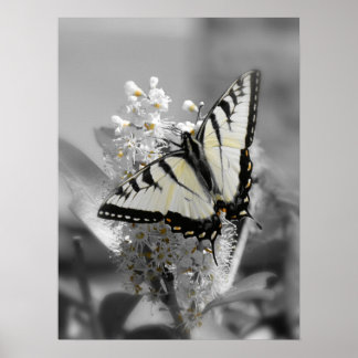 Frack Butterfly Poster