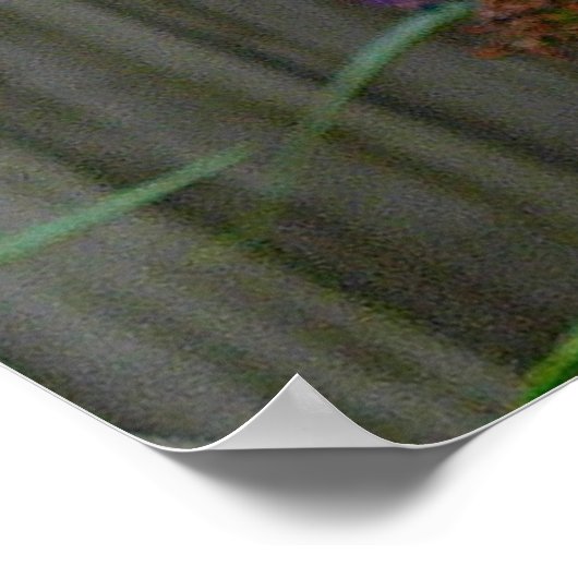 Frack Butterfly Poster (Ecke)