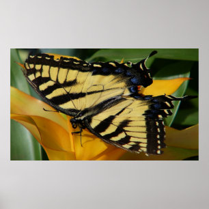 Frack Butterfly Poster