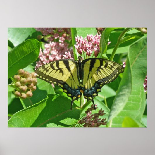 Frack Butterfly Poster von Weibchen (Vorne)