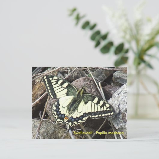 Frack Butterfly Postkarte (Stehend Vorderseite)