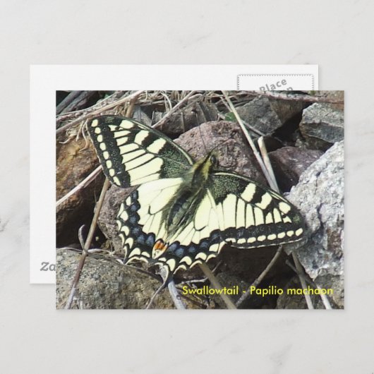 Frack Butterfly Postkarte (Vorne/Hinten)