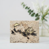 Frack Butterfly Postkarte (Stehend Vorderseite)