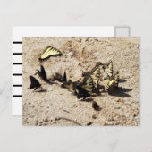 Frack Butterfly Postkarte (Vorne/Hinten)
