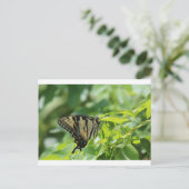 Frack Butterfly Postkarte (Stehend Vorderseite)