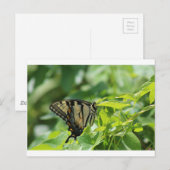 Frack Butterfly Postkarte (Vorne/Hinten)