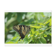 Frack Butterfly