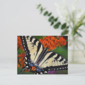 Frack Butterfly Postkarte (Stehend Vorderseite)
