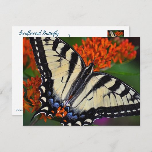 Frack Butterfly Postkarte (Vorne/Hinten)