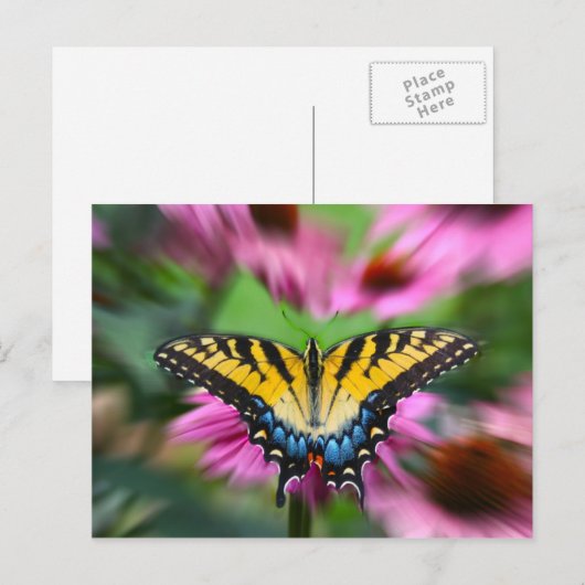 Frack Butterfly Postkarte (Vorne/Hinten)