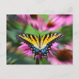 Frack Butterfly Postkarte