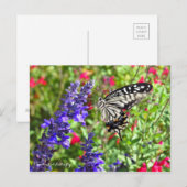 Frack Butterfly [Postkarte] Postkarte (Vorne/Hinten)