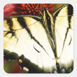Frack Butterfly Quadratischer Aufkleber