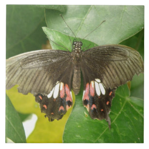 Frack Butterfly Scarlet Fliese