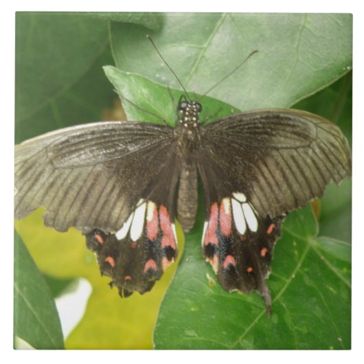 Frack Butterfly Scarlet Fliese (Vorderseite)