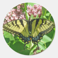 Frack Butterfly Series of Eastern Tiger