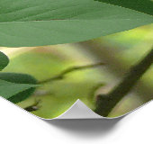 Frack Butterfly und Lilac Bush Poster (Ecke)