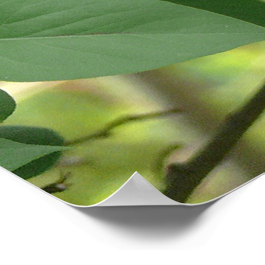 Frack Butterfly und Lilac Bush Poster (Ecke)