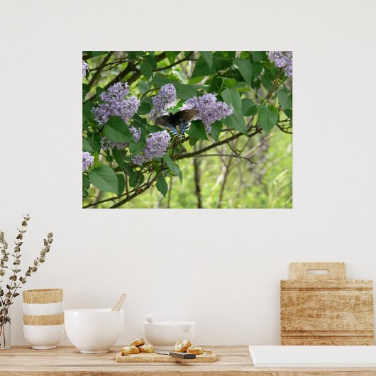 Frack Butterfly und Lilac Bush Poster (Küche)