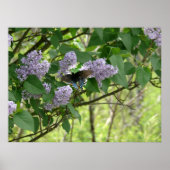 Frack Butterfly und Lilac Bush Poster (Vorne)