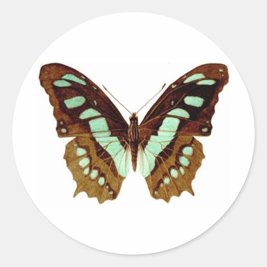Frack Butterfly Zeichnend Runder Aufkleber (Vorderseite)
