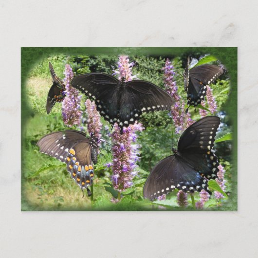 Frack Collage 2 ~ Postkarte (Vorderseite)
