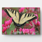 Frack Fotoplatte (Vorderseite)