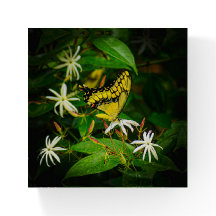 Frack im Jasmine Glass Paperweight