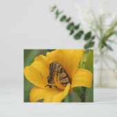 Frack Lily - Schmetterling Postkarte (Stehend Vorderseite)