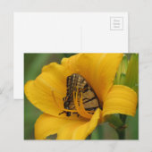 Frack Lily - Schmetterling Postkarte (Vorne/Hinten)