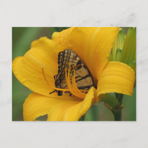 Frack Lily - Schmetterling Postkarte